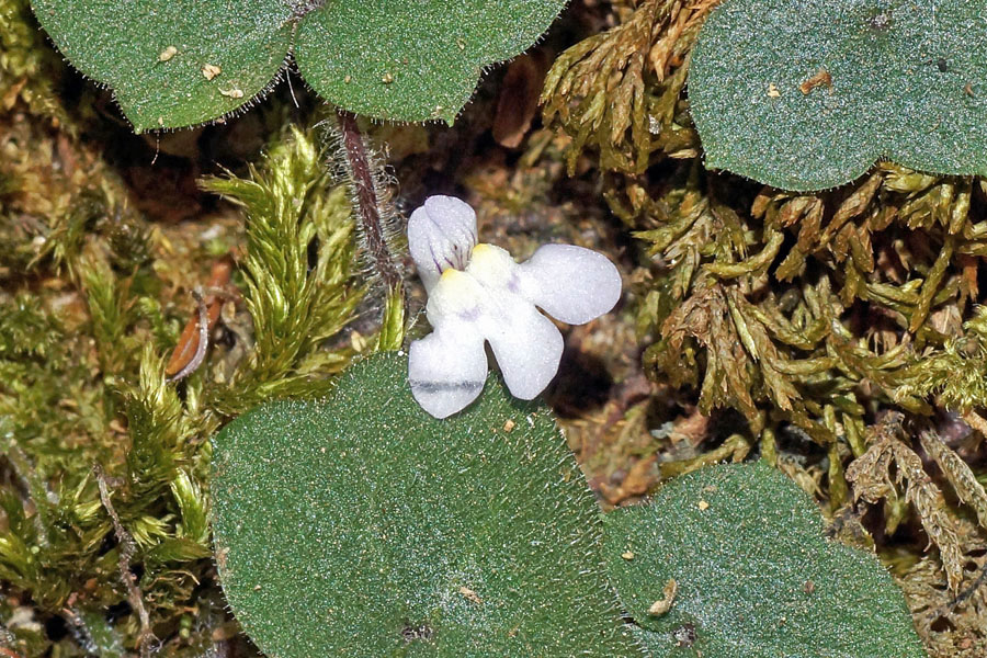 Cymbalaria da determinare